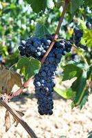 toscana Vinhedo com vermelho uvas. foto