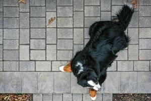 aéreo Bernese montanha cachorro foto