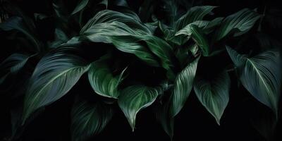 folhas do espatifilo canifólio abstrato verde Sombrio textura natureza fundo tropical folha decorativo fundo cena foto