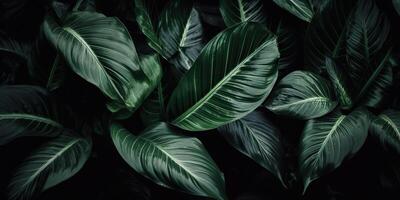 folhas do espatifilo canifólio abstrato verde Sombrio textura natureza fundo tropical folha decorativo fundo cena foto
