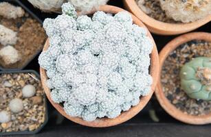 a sobrecarga Visão do mamillaria uma cacto dentro terracota Panela foto