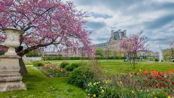 florescendo Rosa árvores e colorida tulipas dentro Primavera às uma histórico europeu jardim com uma clássico arquitetura construção dentro a fundo, adequado para Páscoa e primavera temas foto