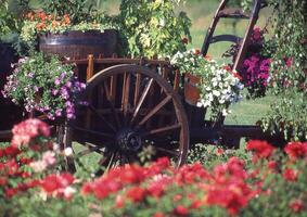 uma vagão com flores dentro a jardim foto