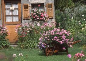 uma flor jardim lado de fora uma casa foto