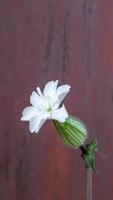 um verme da areia branco ou flor de resina em um fundo de metal enferrujado. copie o espaço. planta dióica herbácea. foto