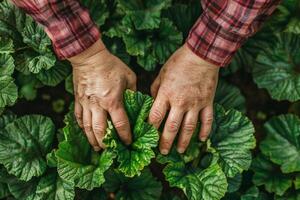 agricultores mãos suavemente tocante jovem verde plantas, representando sustentável agricultura e terra dia, tiro a partir de acima foto