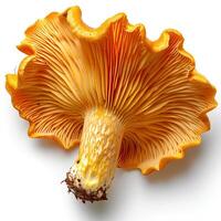 chanterelle cogumelo isolado em branco fundo com sombra foto