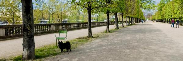 tranquilo árvore forrado parque caminho com uma Preto gato e pedestres, ideal para primavera e lazer conceitos, dentro uma europeu urbano configuração foto