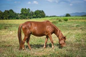 cavalo vermelho ou cavalo marrom pastando comer grama no campo foto