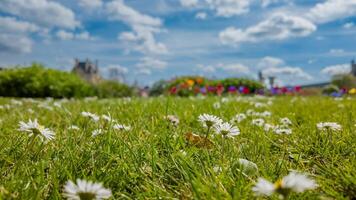 baixo ângulo Visão do uma vibrante Prado com branco margaridas contra uma azul céu, simbolizando primavera e terra dia, com uma castelo borrado dentro a fundo foto