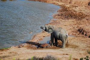 elefante perto do poço foto