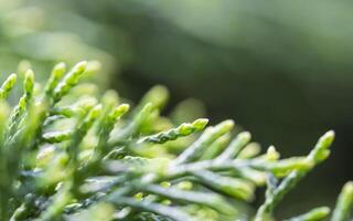 cipreste ramo fechar-se, Thuja fundo verde árvore foto