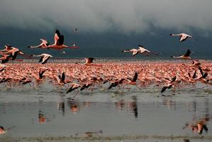 flamingos no lago nakuru foto