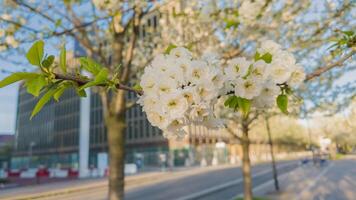 florescendo branco cereja flores contra uma borrado urbano fundo, simbolizando Primavera renovação e hanami festival perfeito para de Meio Ambiente foto