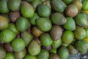 ficar de pé com verde e Castanho abacates dentro a Comida loja. topo visualizar. abacate, jacaré pera ou abacate pera persea americana é uma tamanho médio fruta do árvore dentro a louro família lauraceae. foto