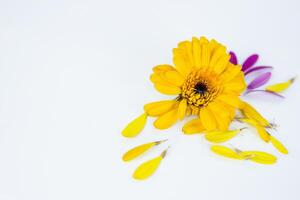 fechar-se do desbotando margarida flor cabeça com caído amarelo Rosa pétalas deitado em branco fundo. isolado calêndula, calêndula flor. criativo minimalista simples Projeto conceito. seletivo foco. foto