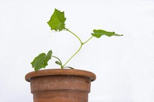 bebê pepino plantar mudas dentro a Castanho argila Panela crescendo dentro a estufa. abóbora sementes pronto para plantar. brotar ramo com folhas isolado em branco fundo. fechar-se. lado visualizar. cópia de espaço foto