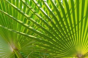 verde Palma folhas fundo com luz solar foto