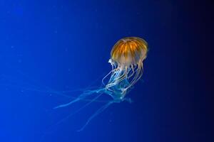 medusa natação embaixo da agua aquário piscina. foto