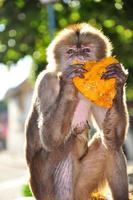 um macaco-prego comendo mamão foto