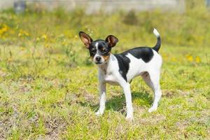 um jovem chihuahua preto e branco foto