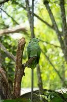 papagaio-de-coroa-amarela, região amazônica, equador