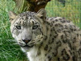 leopardo da neve em um ambiente de zoológico foto