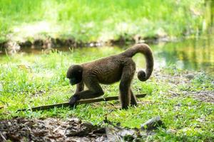 macaco chorongo, amazônia, equador foto