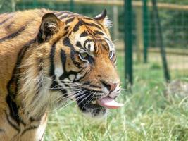 perfil de uma cabeça de tigre foto