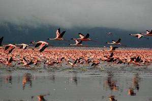 flamingos no lago nakuru foto