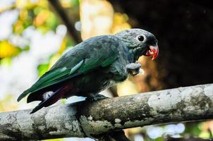 papagaio cinza verde