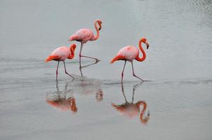 flamingos na água, equador