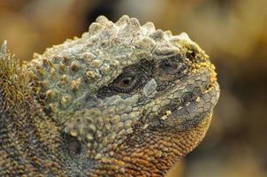 iguana marinha, closeup, galápagos, equador foto