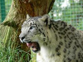 leopardo da neve em um ambiente de zoológico foto