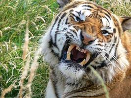 um tigre zangado foto