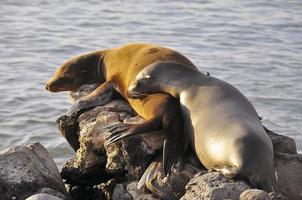 leões-marinhos nas rochas, galápagos foto