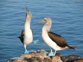 atobás de pés azuis, galápagos foto