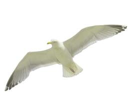 pássaro pequeno estoque sobreposição voando em direção a espalhar suas asas e penas no branco. foto
