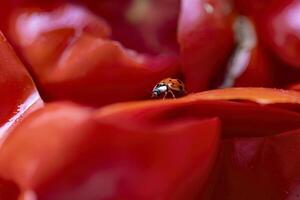 joaninha em tomate cascas foto