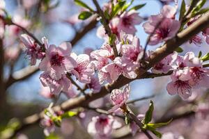 pêssego flor dentro Primavera 8 foto