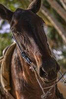 cavalo amarrado para uma árvore 3 foto