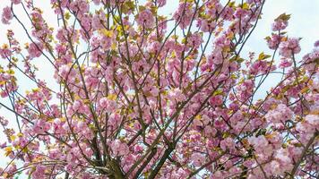 vibrante cereja flores dentro cheio flor contra uma brilhante céu, simbolizando primavera e a japonês hanami festival foto