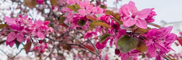 vibrante Rosa cereja flores dentro cheio flor contra uma embaçado fundo, simbolizando primavera e relacionado para hanami festival e mães dia foto