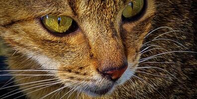 lindo fofa abandonado rua gato com fofo pelagem, uma disperso gato dentro a rua foto