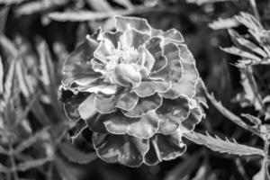 calêndula de calêndula de calêndula de flor selvagem crescendo no prado de fundo foto