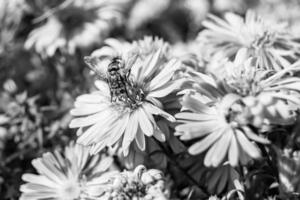 abelha alada linda flor selvagem no prado de folhagem de fundo foto