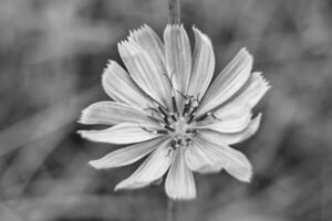 flor selvagem de beleza chicória comum no prado de fundo foto