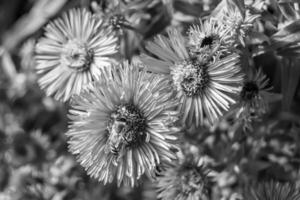 abelha alada linda flor selvagem no prado de folhagem de fundo foto