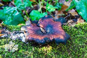 fotografia para tema ampla lindo venenoso cogumelo dentro floresta em folhas fundo foto