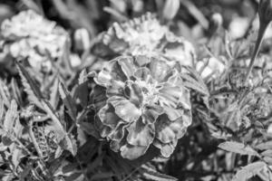 calêndula de calêndula de calêndula de flor selvagem crescendo no prado de fundo foto